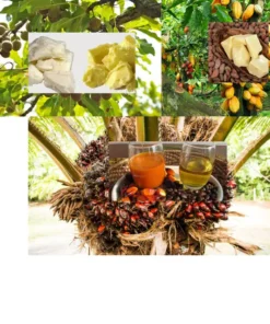 BEURRE DE CACAO/HUILE DE PALMISTE /BEURRE DE KARITÉ